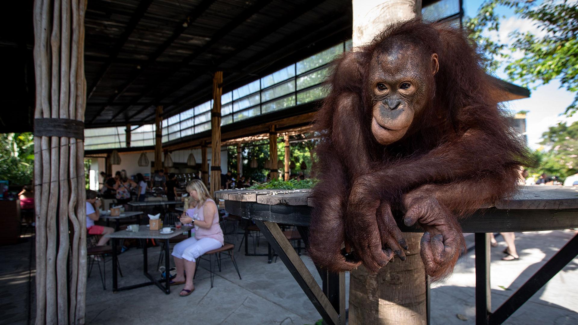 Breakfast with Orangutan