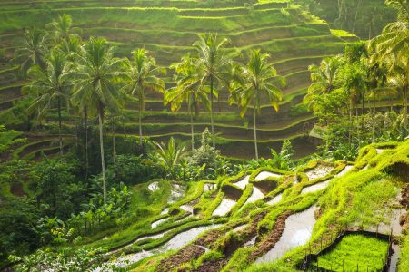 Private Tour to Ubud