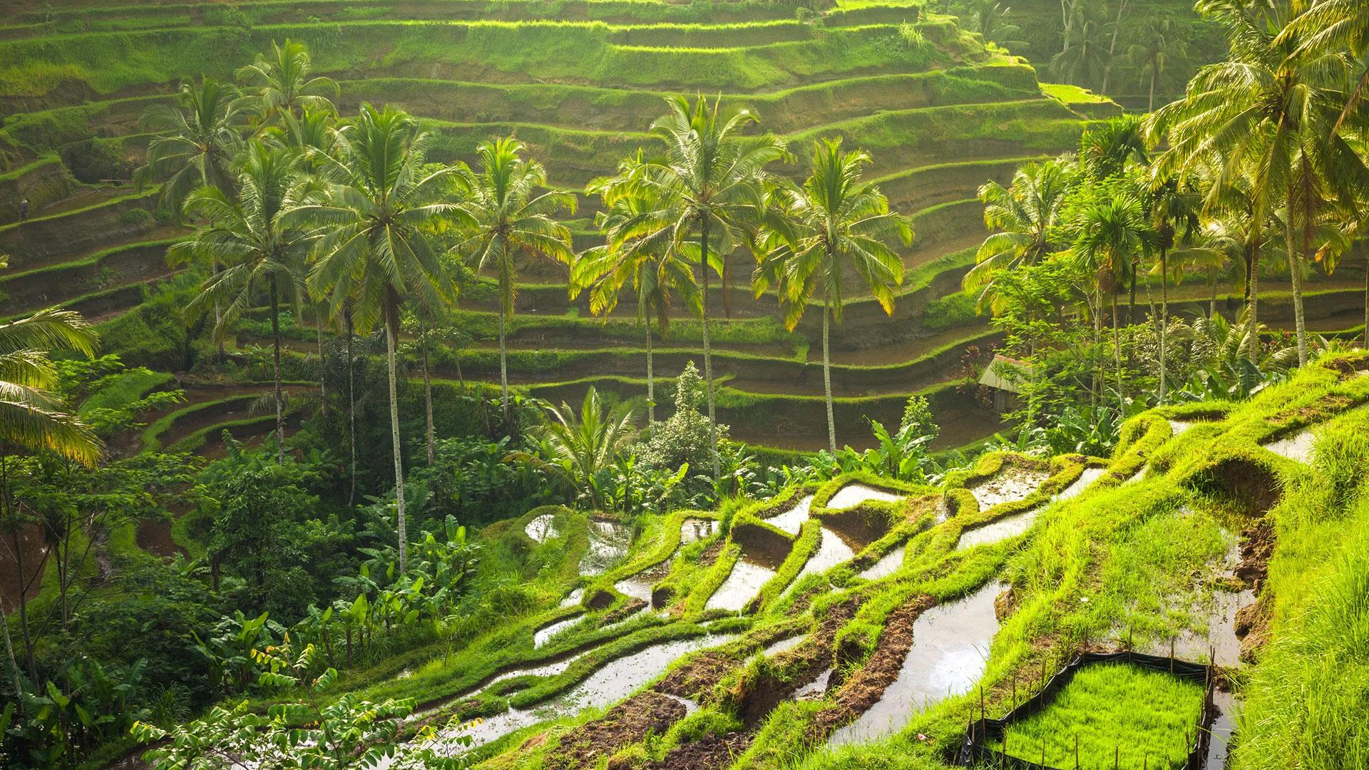 Private Tour to Ubud